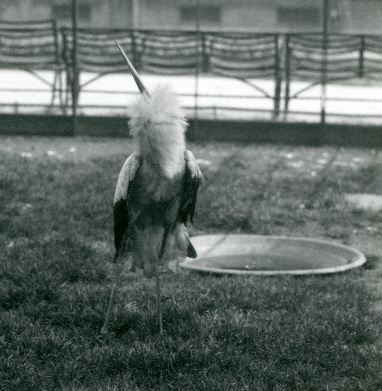 Een Maguari Ooievaar die de op-en-neer beweging uitvoert terwijl hij op gras staat naast een klein betonnen zwembad, London Zoo, juli 1925 door Frederick William Bond