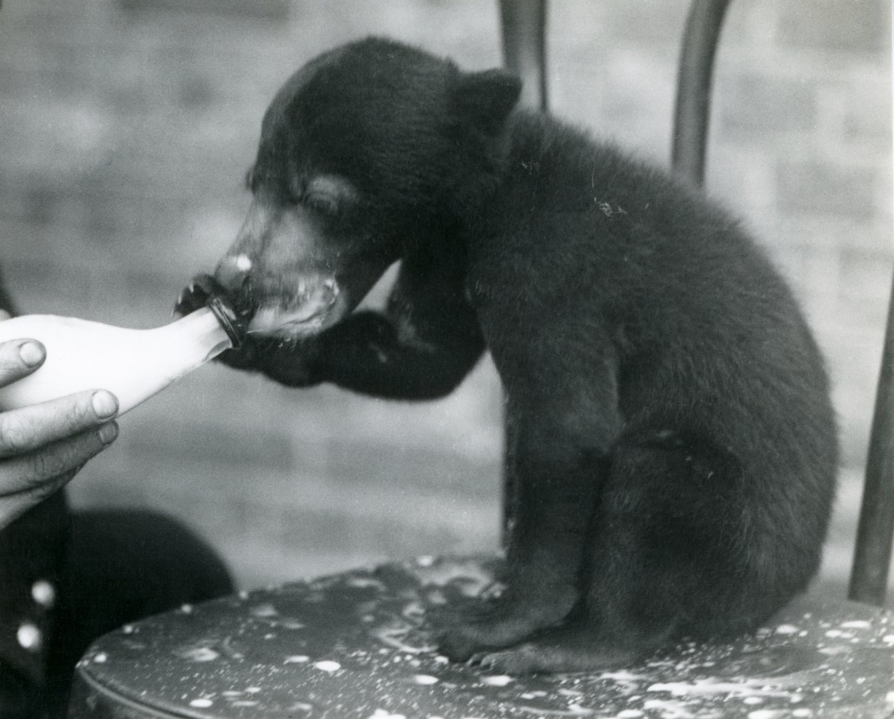 Een Maleise of zonnebeerwelp zittend op een stoel terwijl hij door zijn verzorger met een fles wordt gevoed, London Zoo, 1920s door Frederick William Bond