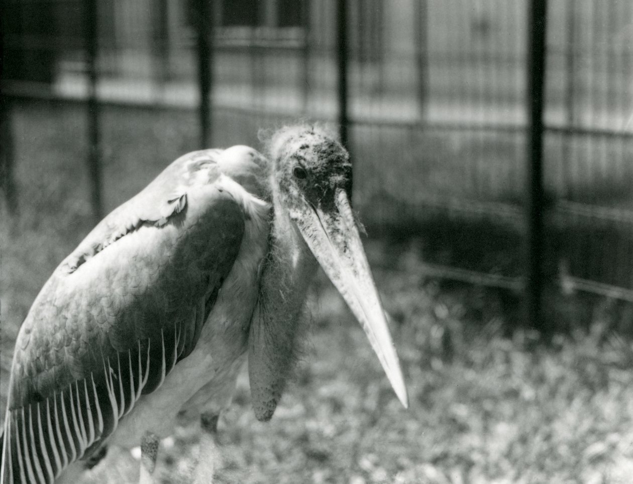 Een Maraboe in zijn verblijf in London Zoo in september 1928 door Frederick William Bond