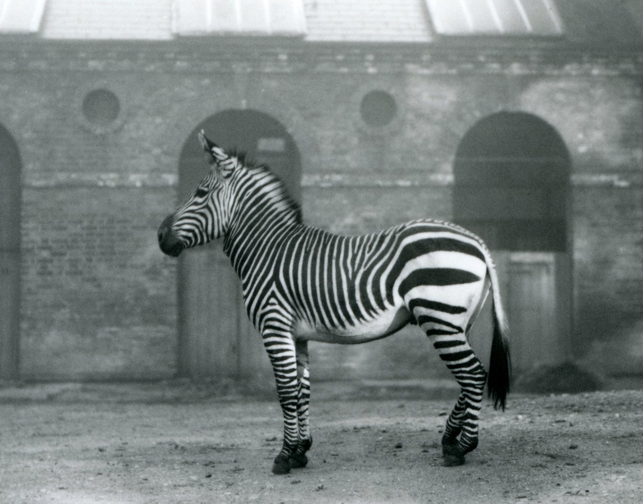Een bergzebra staand in zijn paddock, voor de hoge deuren van het giraffenhuis in London Zoo in 1927 door Frederick William Bond