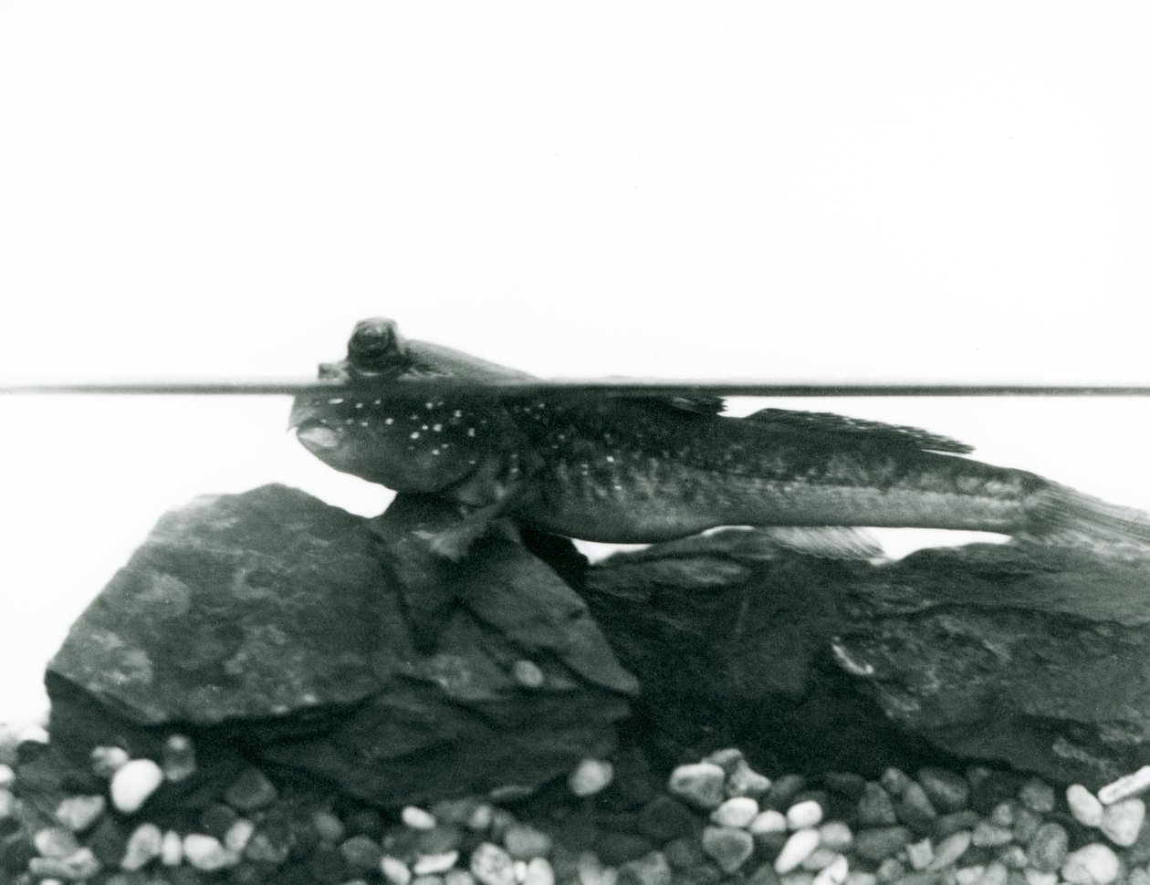 Een modderkruiper, rustend op ondergedompelde rotsen, met zijn ogen boven water, London Zoo door Frederick William Bond