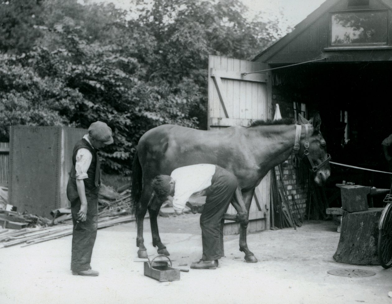 Een muilezel wordt beslagen in London Zoo in 1924 door Frederick William Bond