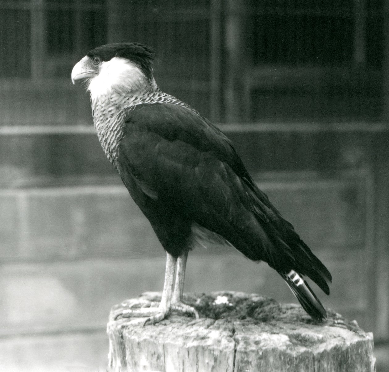 Een Noordelijke Kuifcaracara staand op een stam bij London Zoo, september 1925 door Frederick William Bond