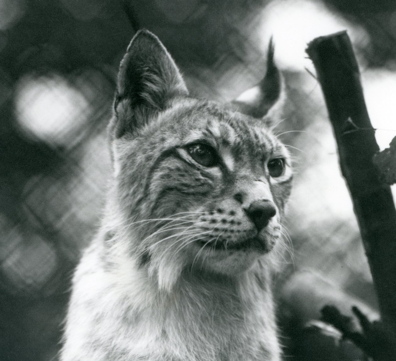 Een Noordelijke Lynx in London Zoo, juli 1925 door Frederick William Bond