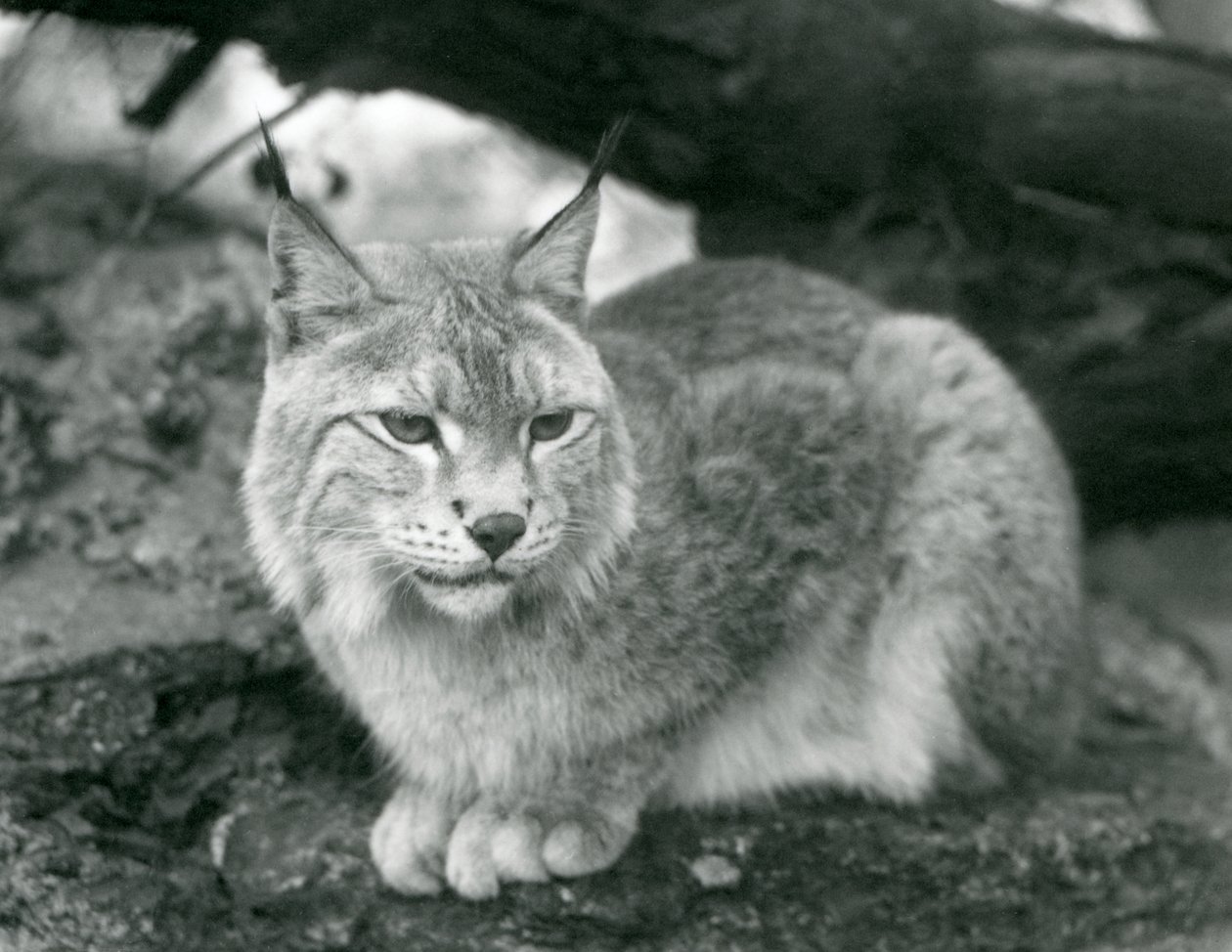 Een Noordelijke Lynx die op een rots zit, London Zoo, oktober 1925 door Frederick William Bond