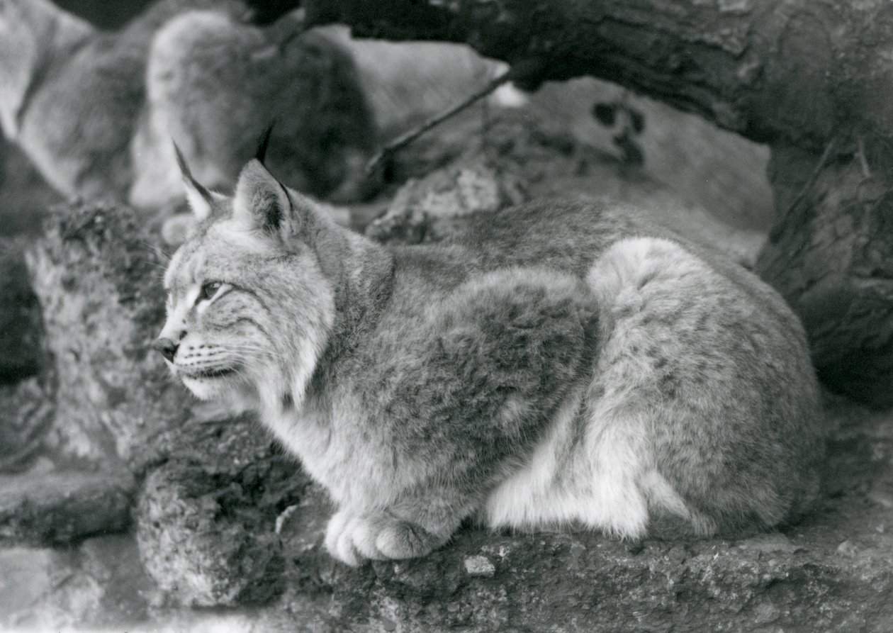 Een Noordelijke Lynx zittend op een rots, London Zoo, oktober 1925 door Frederick William Bond