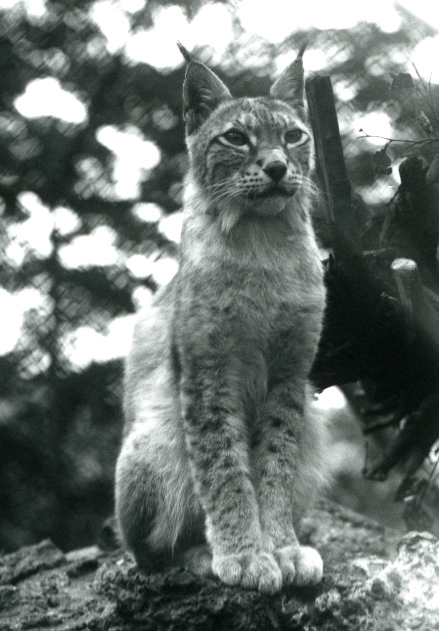 Een Noordelijke Lynx zittend in London Zoo, juli 1925 door Frederick William Bond