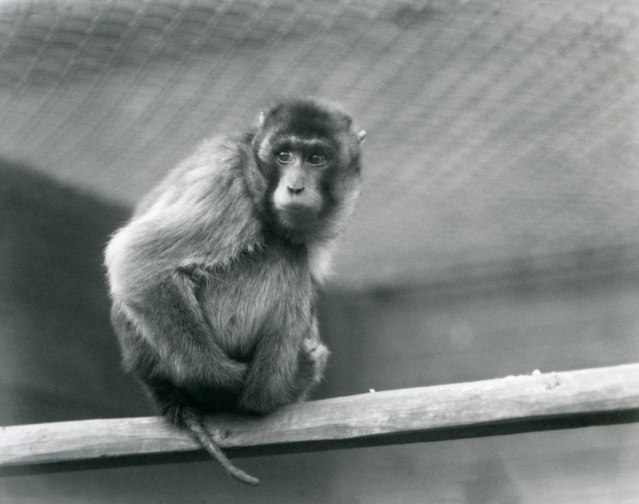 Een makaak met varkensstaart zittend op een zitstok in zijn verblijf in London Zoo (zwart-wit foto) door Frederick William Bond