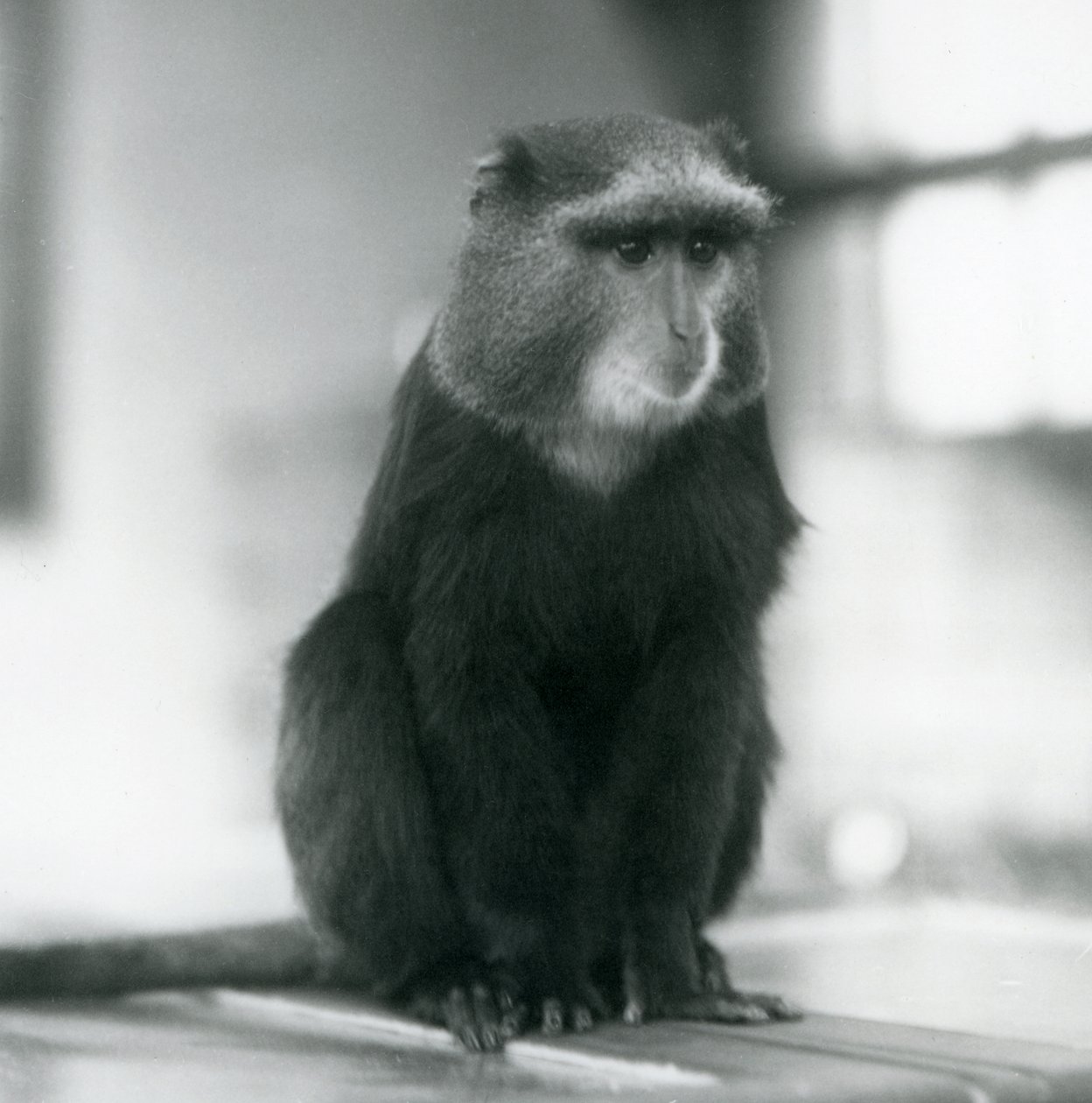 Een Pluto-aap, of Blauwe Aap, zittend op een bank, London Zoo door Frederick William Bond
