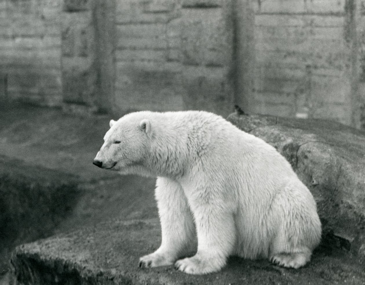 Een ijsbeer zittend op een rotsrichel in de London Zoo in september 1927 door Frederick William Bond