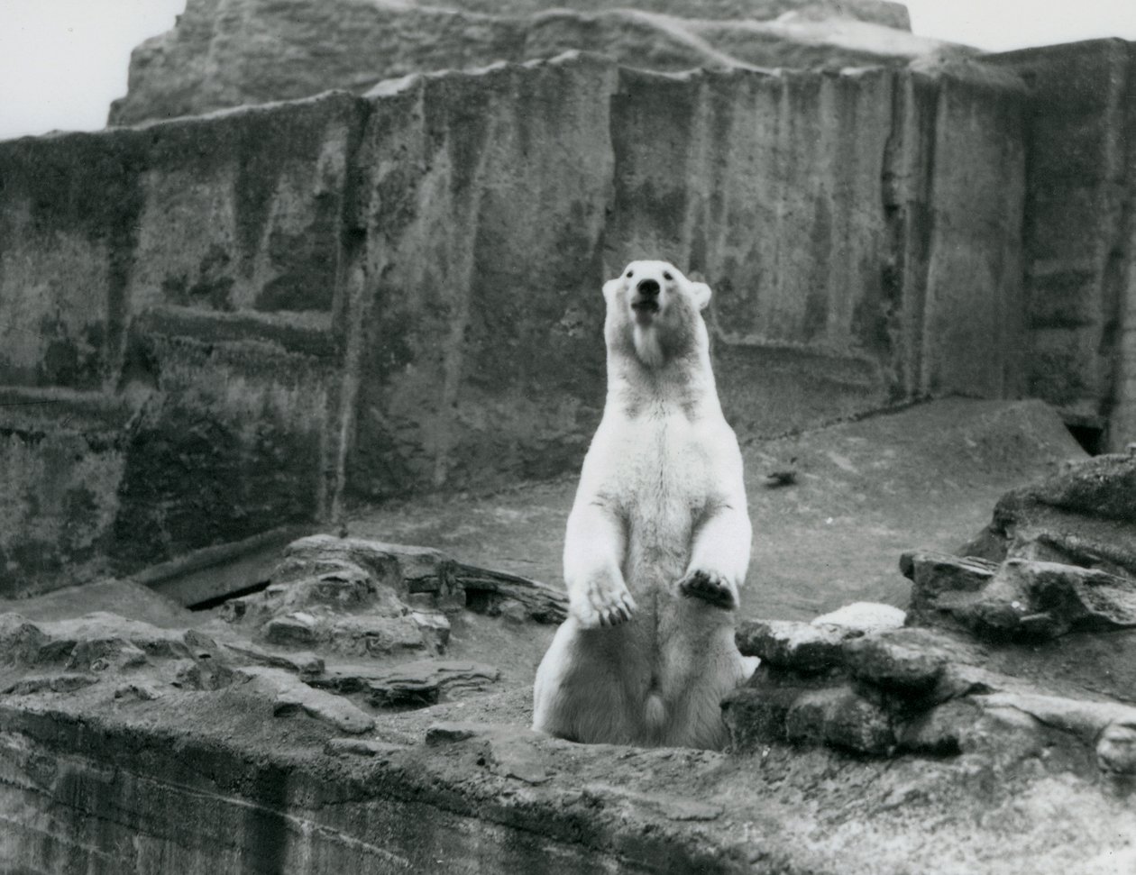 Een ijsbeer die rechtop zit in zijn verblijf aan de voet van de Mappin Terraces in London Zoo, september 1928 door Frederick William Bond