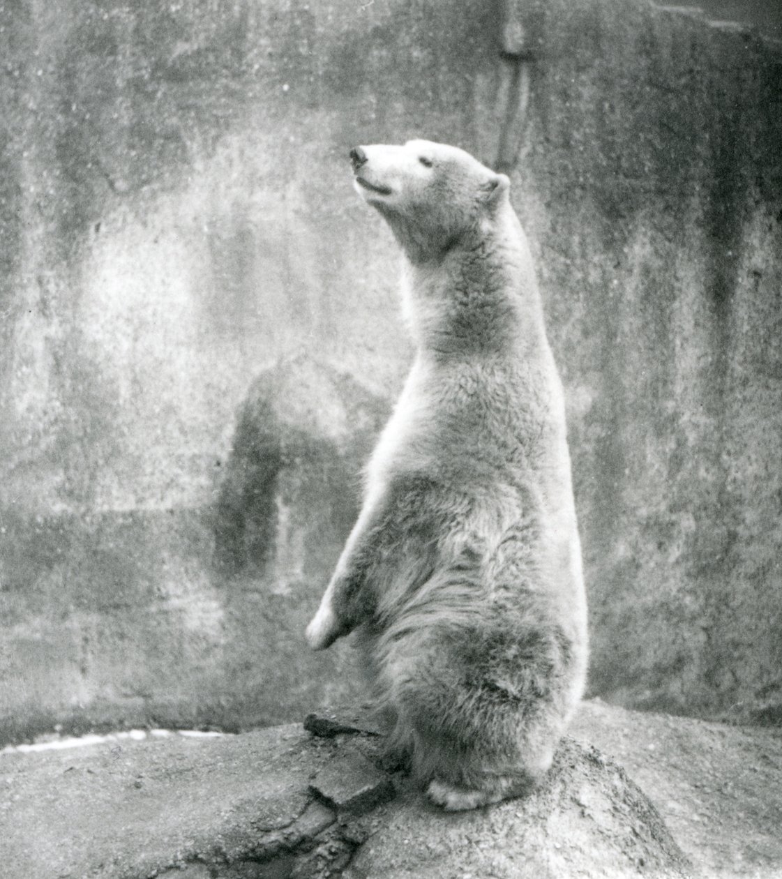 Een ijsbeer zittend op zijn achterpoten in de London Zoo in 1929 door Frederick William Bond