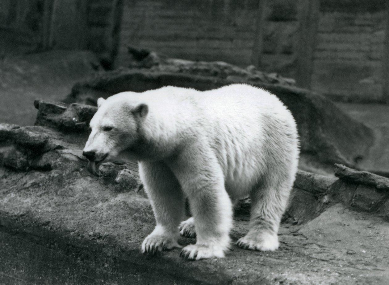 Een ijsbeer staand aan de rand van zijn verblijf aan de voet van de Mappin Terrassen, London Zoo, september 1928 door Frederick William Bond
