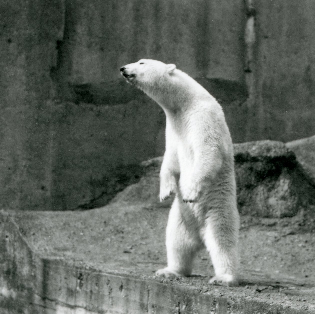 Een IJsbeer die rechtop staat, op zijn achterpoten, aan de rand van zijn verblijf op de Mappin Terrassen, London Zoo door Frederick William Bond