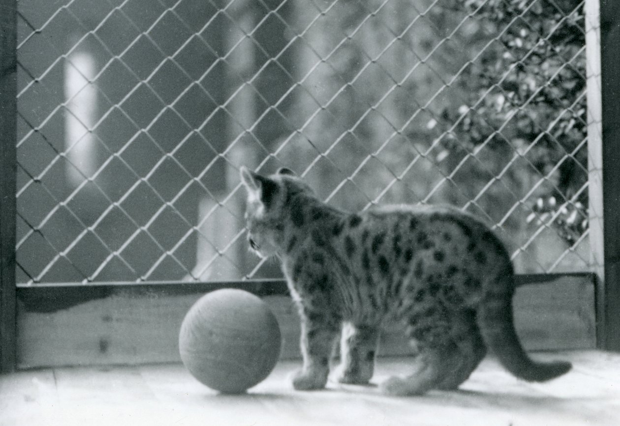 Een poema kitten, met een bal, kijkt uit zijn verblijf, London Zoo, 1923 door Frederick William Bond