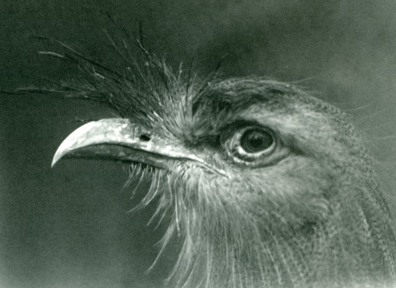 Een roodpootseriema in London Zoo in 1924 door Frederick William Bond