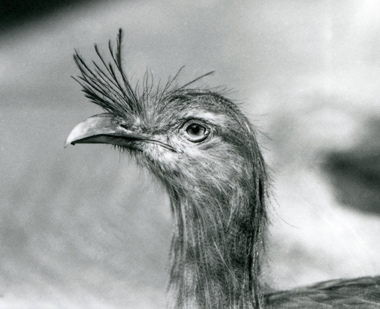 Een Roodpootseriema in London Zoo in 1929 (zwart-wit foto) door Frederick William Bond