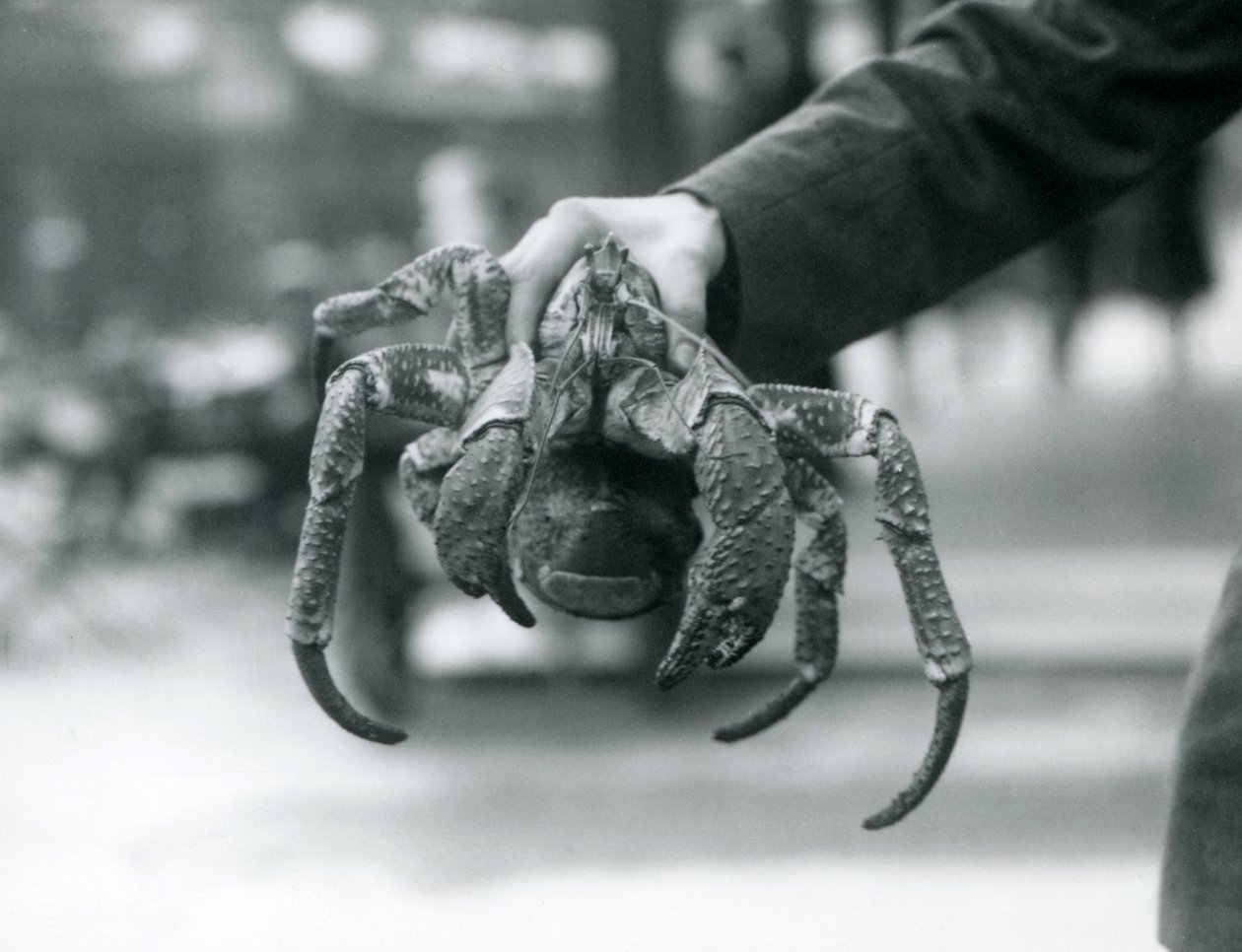 Een roverskrab of kokoskrab vastgehouden door een verzorger in de London Zoo, juli 1927 door Frederick William Bond