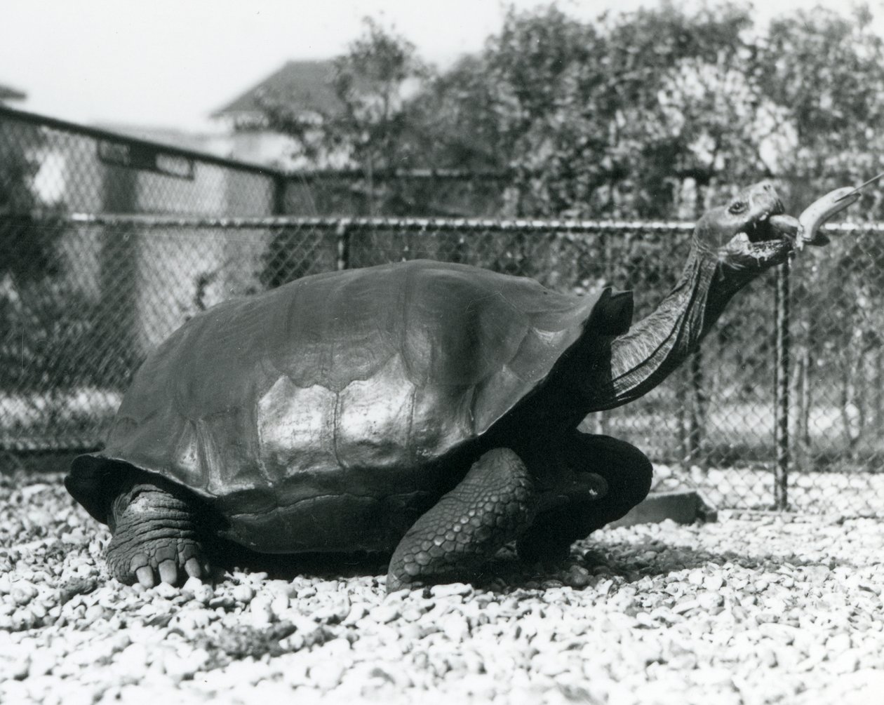 Een Zadelrug, Galapagos Schildpad gevoerd met een banaan op een stok (zwart-wit foto) door Frederick William Bond