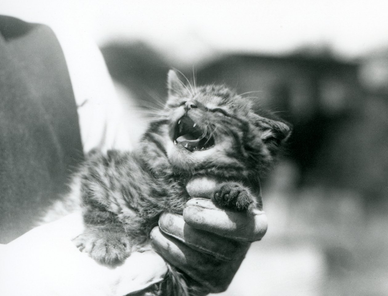 Een Schotse wilde kat kitten gehouden in de handen van zijn verzorger, London Zoo door Frederick William Bond