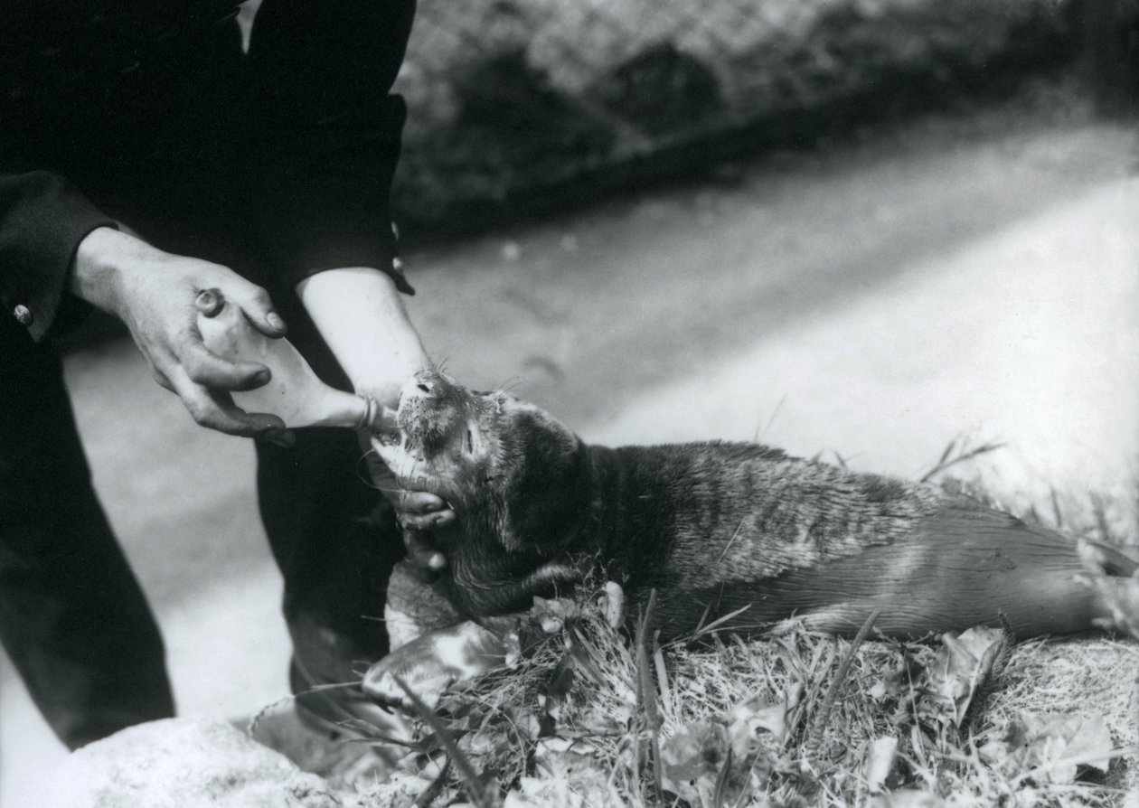 Een Zeehondenpup die door zijn verzorger met de fles wordt gevoed, London Zoo, augustus 1925 door Frederick William Bond