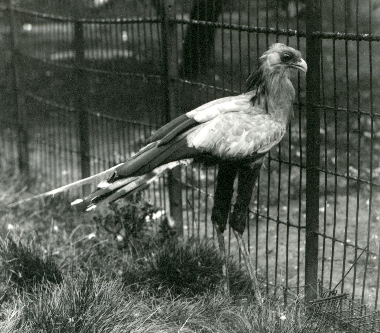 Een secretarisvogel in London Zoo, september 1923 door Frederick William Bond