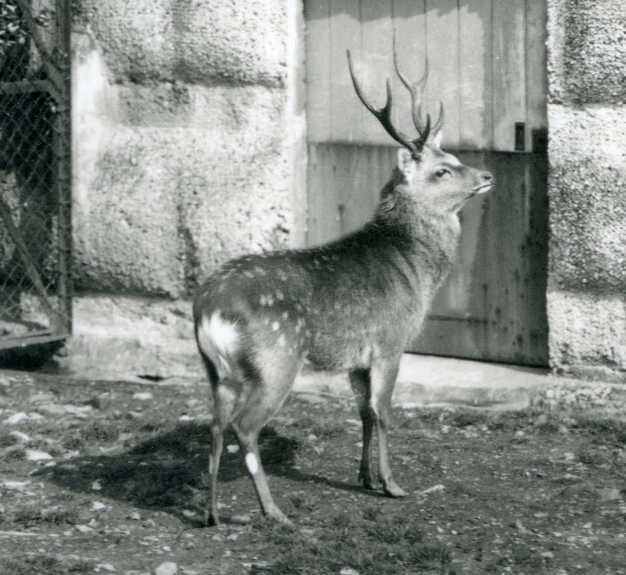 Een Sika Japanse Gevlekte Hert staand in zijn omheining, London Zoo, augustus 1927 door Frederick William Bond