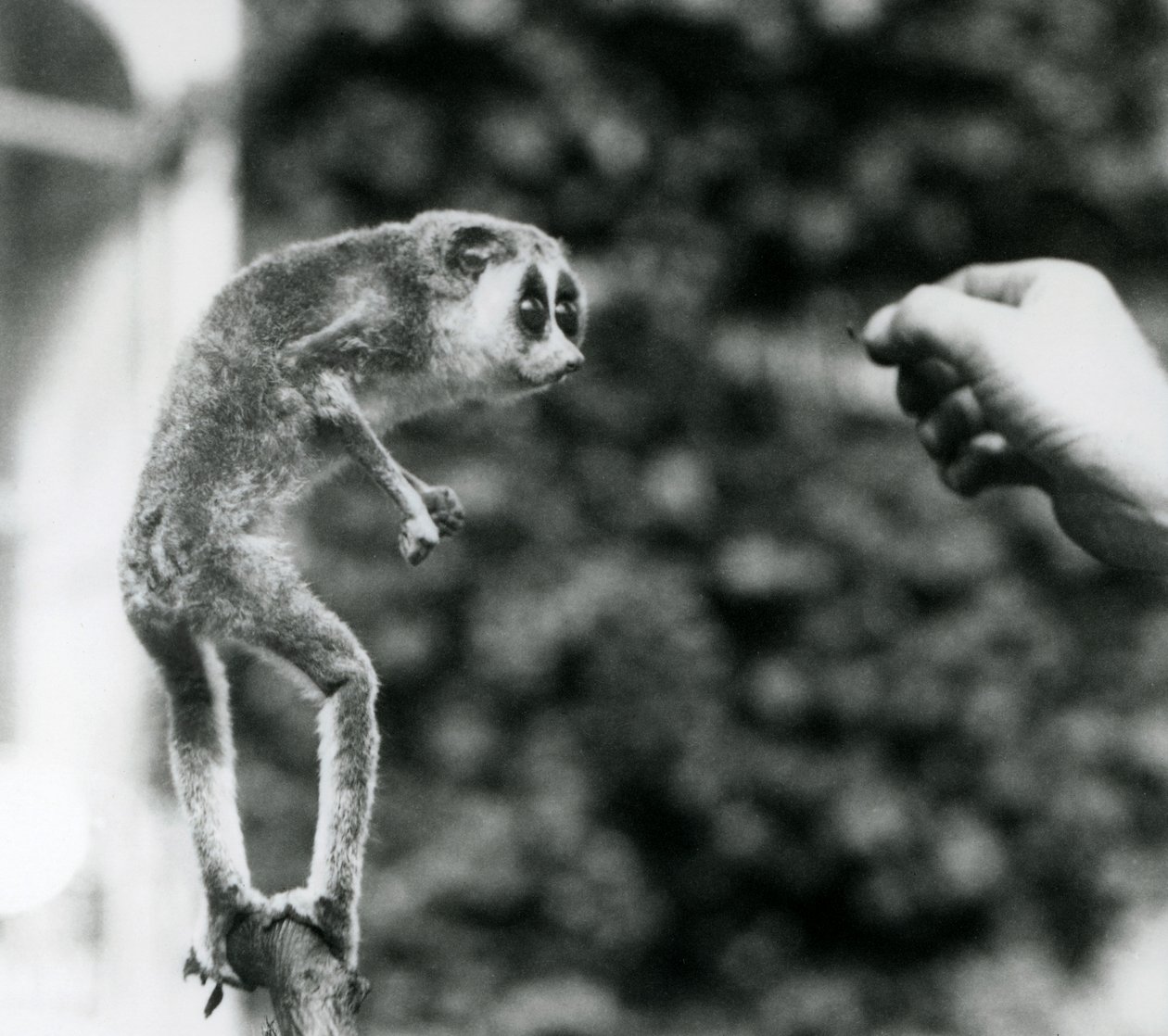 Een Slanke Loris staand rechtop op een tak, kijkend naar de hand van een verzorger terwijl hem een meelworm wordt aangeboden, London Zoo, augustus 1926 door Frederick William Bond