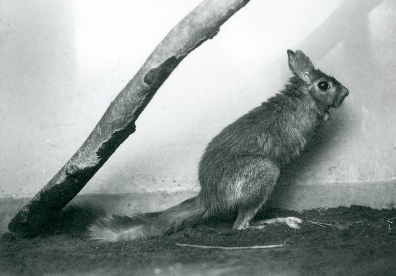 Een Zuid-Afrikaanse Springhaas zittend onder een tak in zijn verblijf, London Zoo, december 1925 door Frederick William Bond