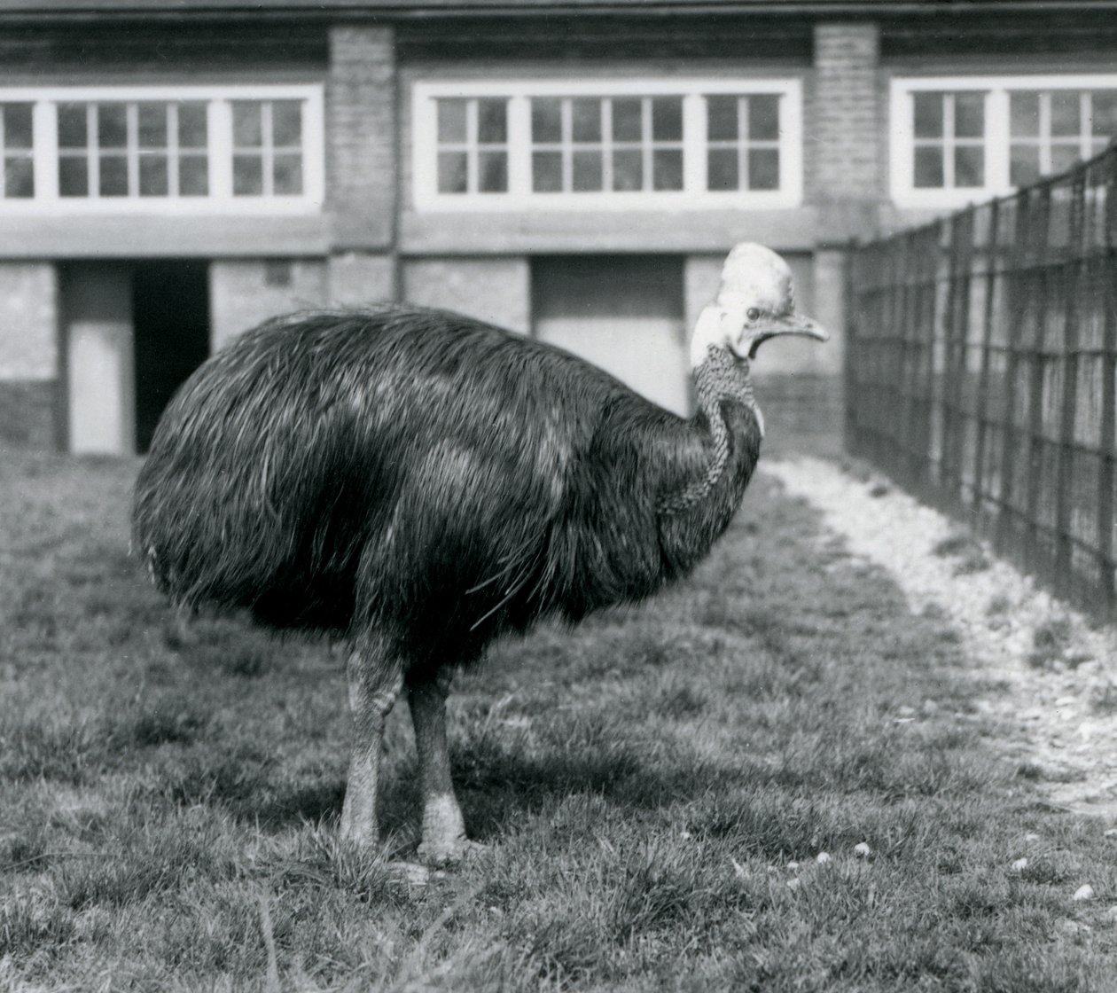 Een Zuidelijke Kasuaris in de London Zoo in juni 1925 door Frederick William Bond