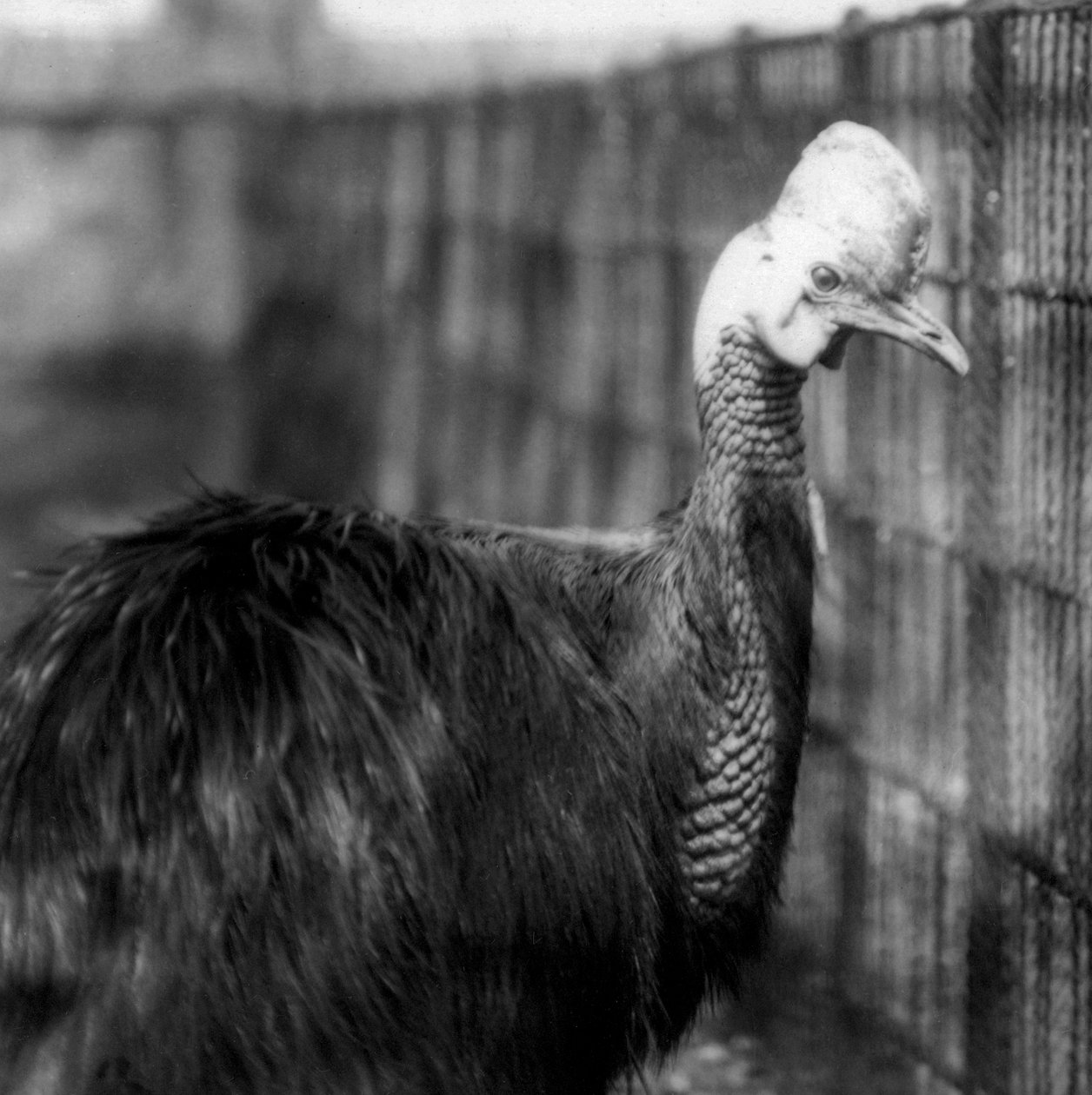 Een Zuidelijke Kasuaris in de London Zoo in juni 1925 door Frederick William Bond