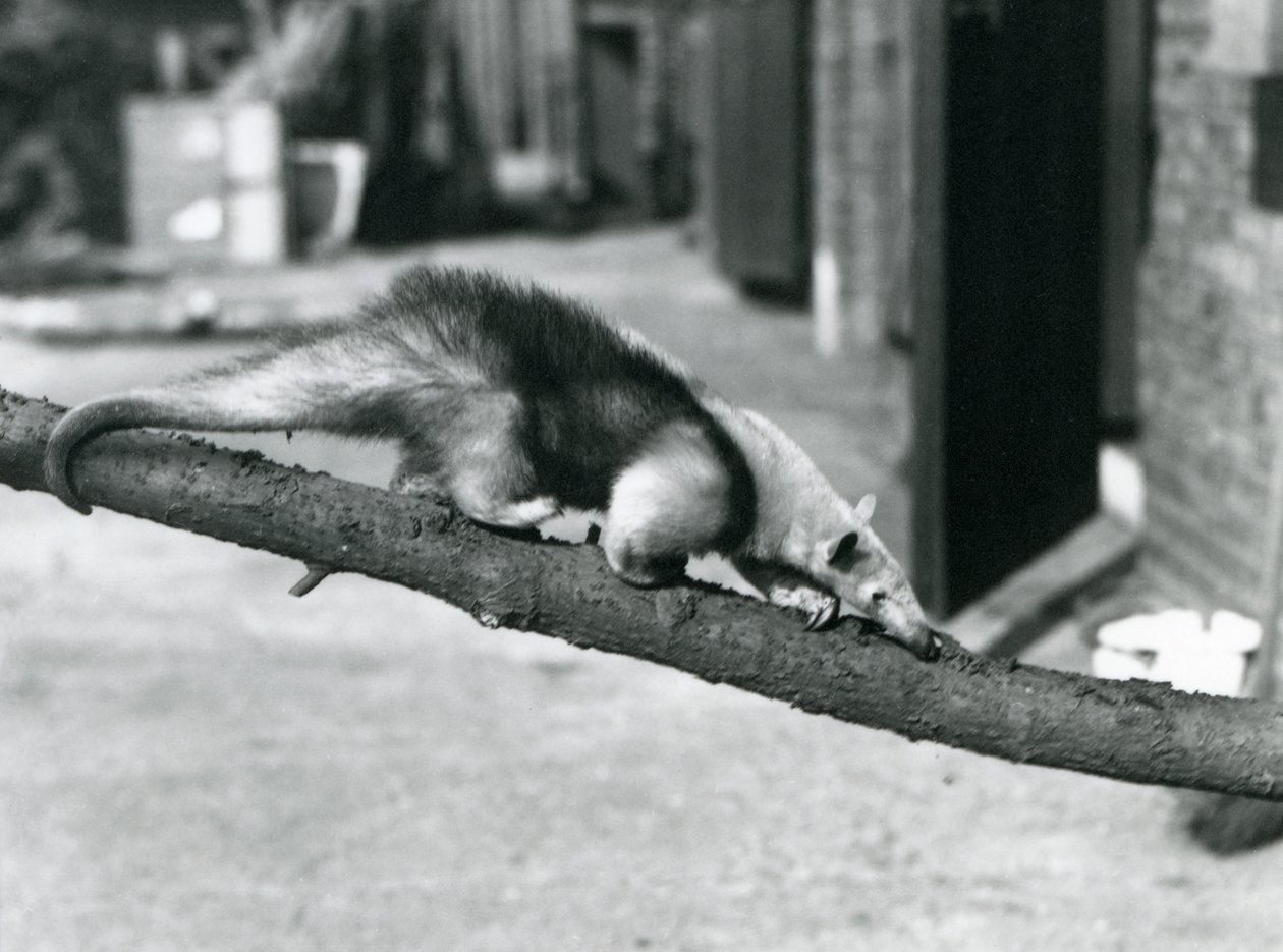 Een Zuidelijke Tamandua/Kraagmiereneter/Kleine Miereneter, lopend langs een tak in de London Zoo door Frederick William Bond