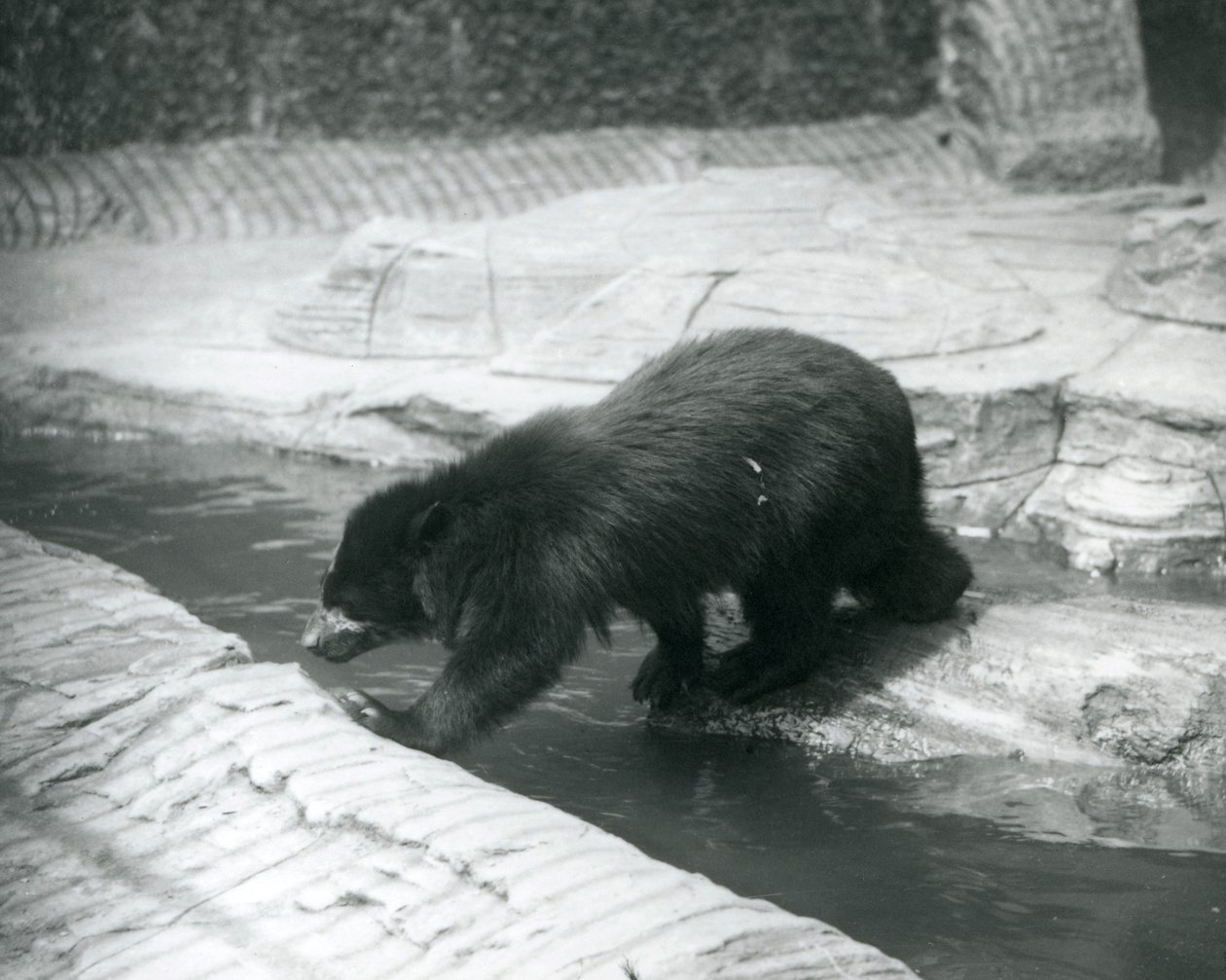 Een brilbeer of Andesbeer steekt een stroom over in zijn verblijf in de Londense dierentuin, juli 1925 door Frederick William Bond