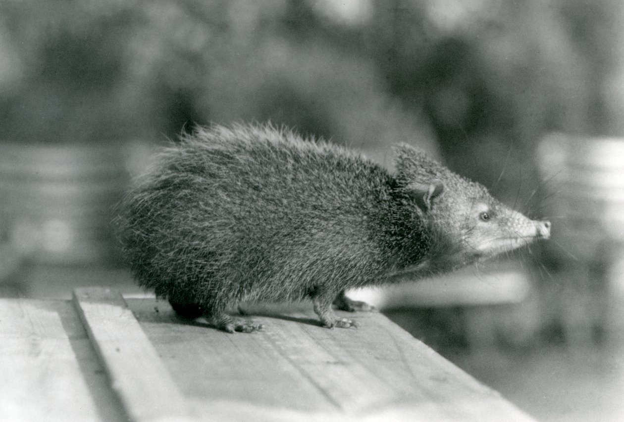 Een tenrec in de London Zoo in 1929 door Frederick William Bond