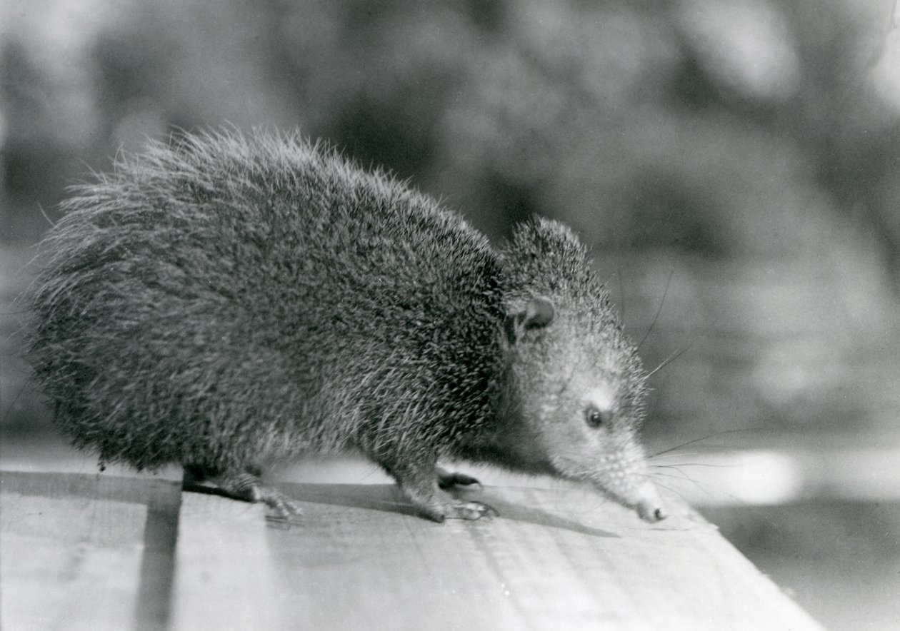 Een Tenrec in de London Zoo in 1929 door Frederick William Bond