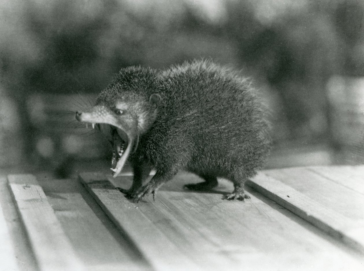 Een Tenrec met zijn mond open, zijn brede bek en scherpe tanden tonend, London Zoo door Frederick William Bond