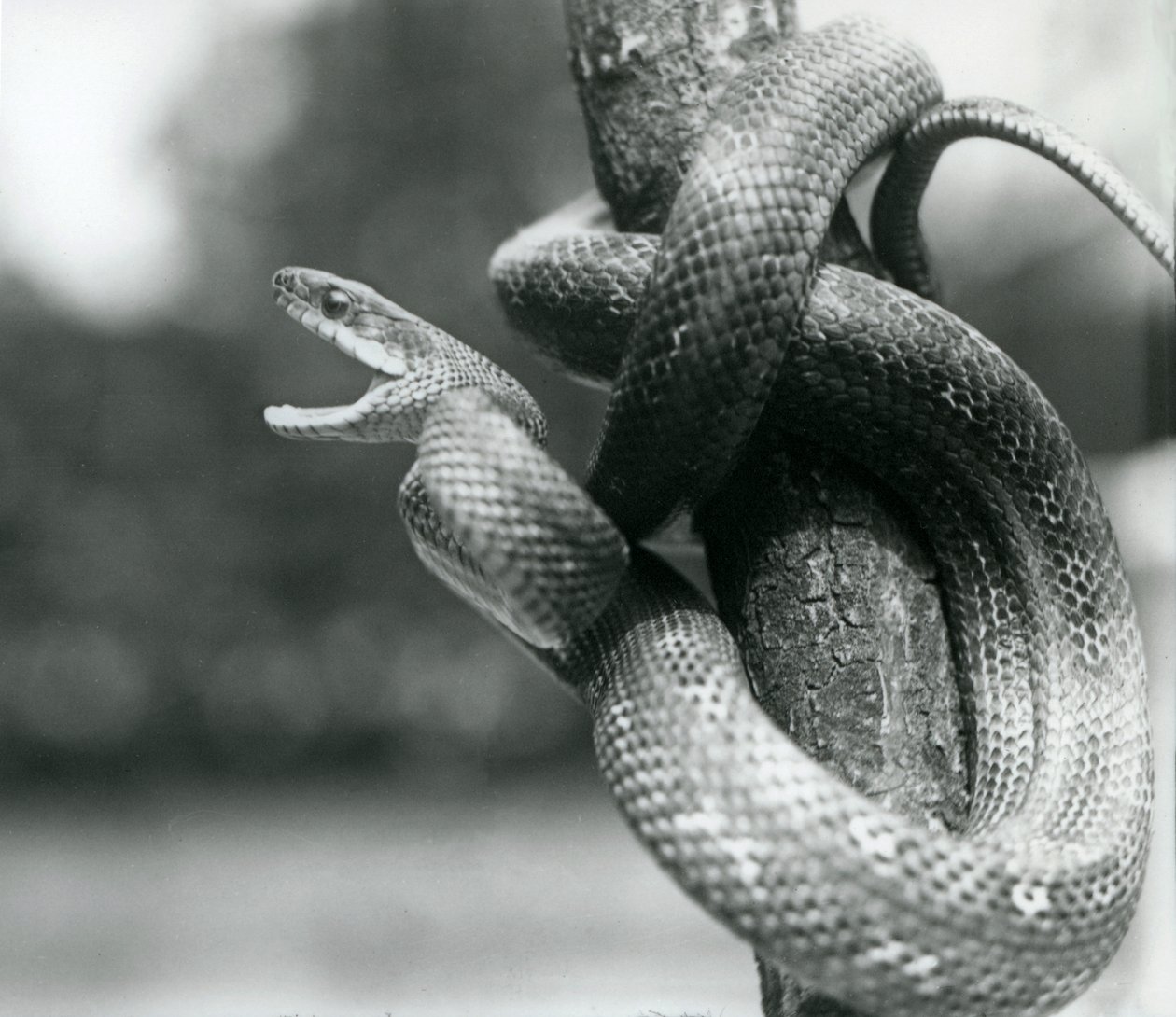 Een Texaanse rattenslang gapend, terwijl hij om een bijna verticale tak is gewikkeld, London Zoo, augustus 1928 (zwart-wit foto) door Frederick William Bond
