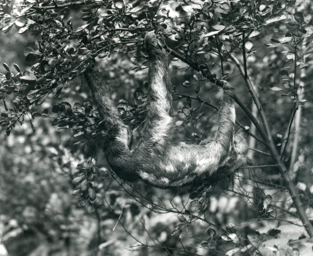 Een drievingerige luiaard hangend aan een bladerige tak in de London Zoo, augustus 1920 door Frederick William Bond