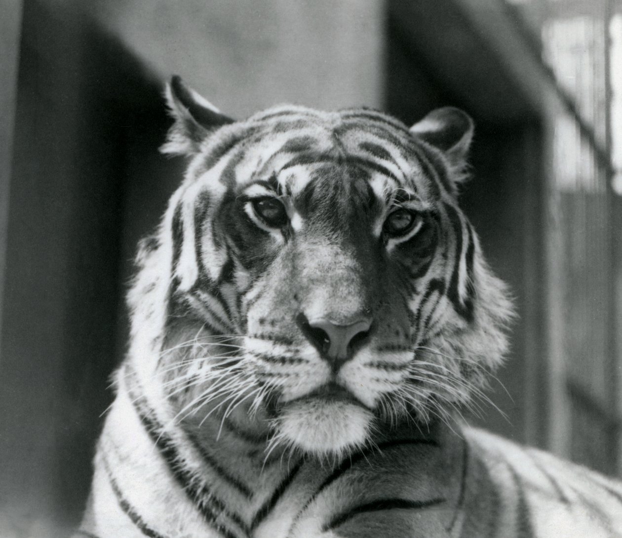 Een tijger in London Zoo in juli 1924 door Frederick William Bond