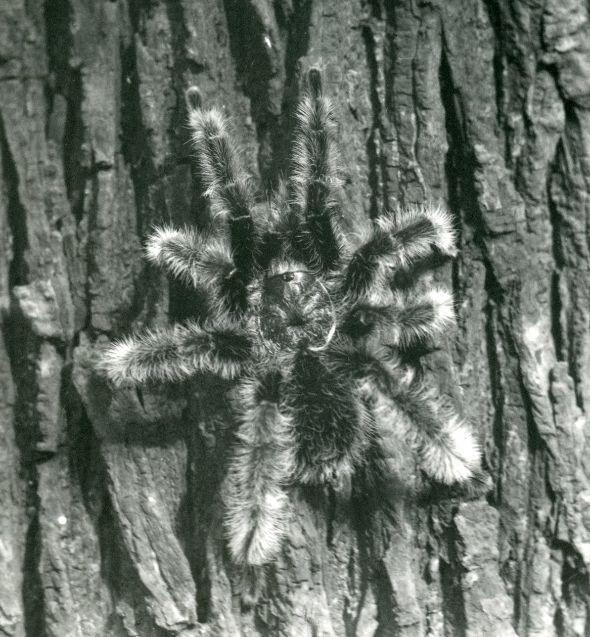 Een Trinidad Chevron Tarantula op de schors van een boomstam, London Zoo, oktober 1926 door Frederick William Bond