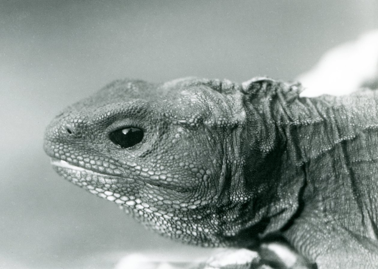 Een Tuatara in London Zoo in 1928 (zwart-wit foto) door Frederick William Bond