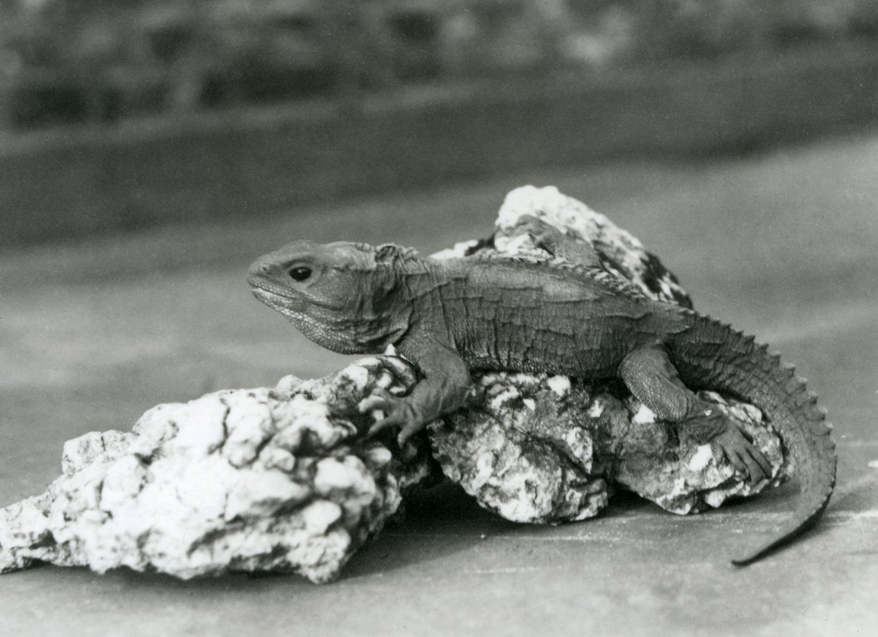 Een Tuatara, liggend op een rots, in London Zoo in 1929 (zwart-wit foto) door Frederick William Bond