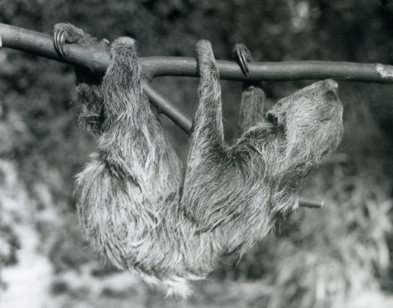 Een tweeteenluiaard hangend aan een afgezaagde tak, London Zoo, 1927 door Frederick William Bond