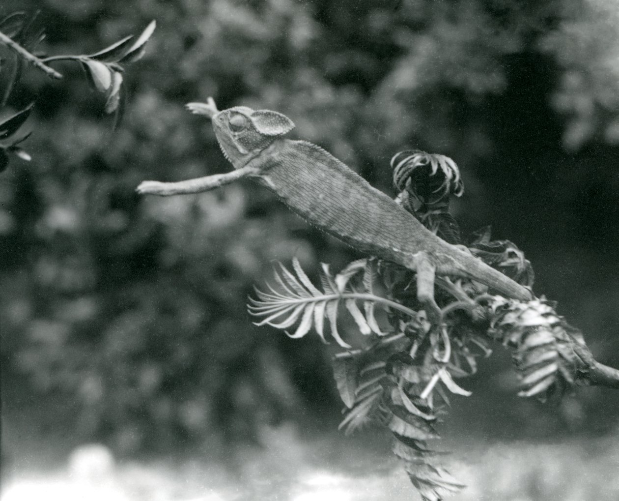 Een gesluierde of Jemen kameleon staat op een bladerige tak en reikt naar een andere, London Zoo, juni 1924 door Frederick William Bond