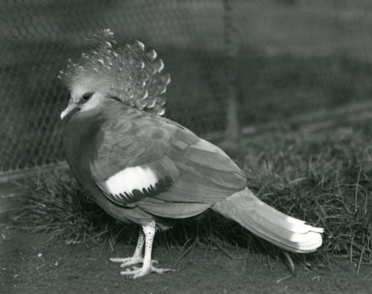 Een Victoria Kroonduif op de grond in de Londense Zoo in september 1927 door Frederick William Bond