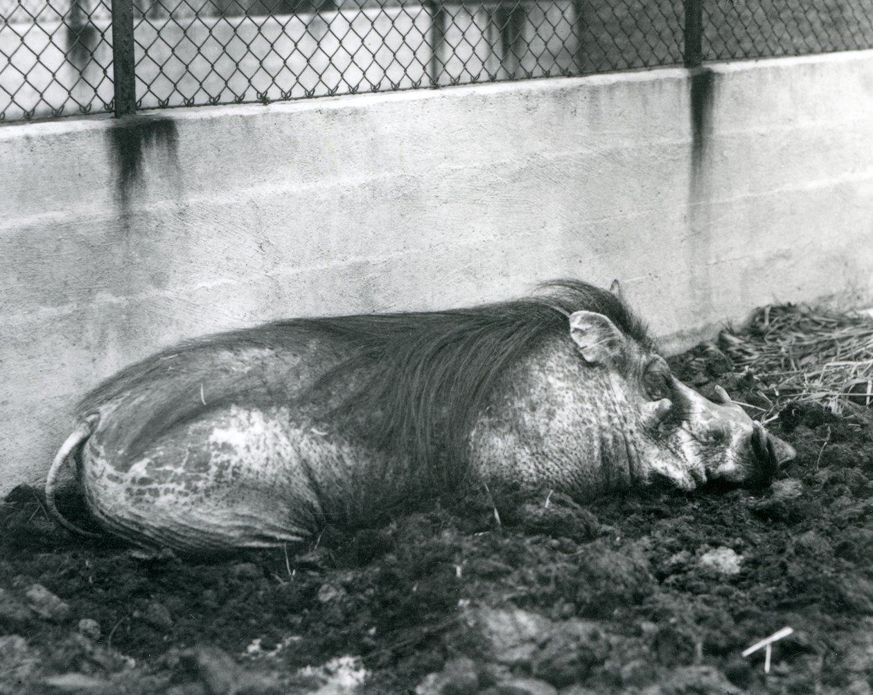 Een wrattenzwijn dat in de modder slaapt, London Zoo, juli 1927 door Frederick William Bond
