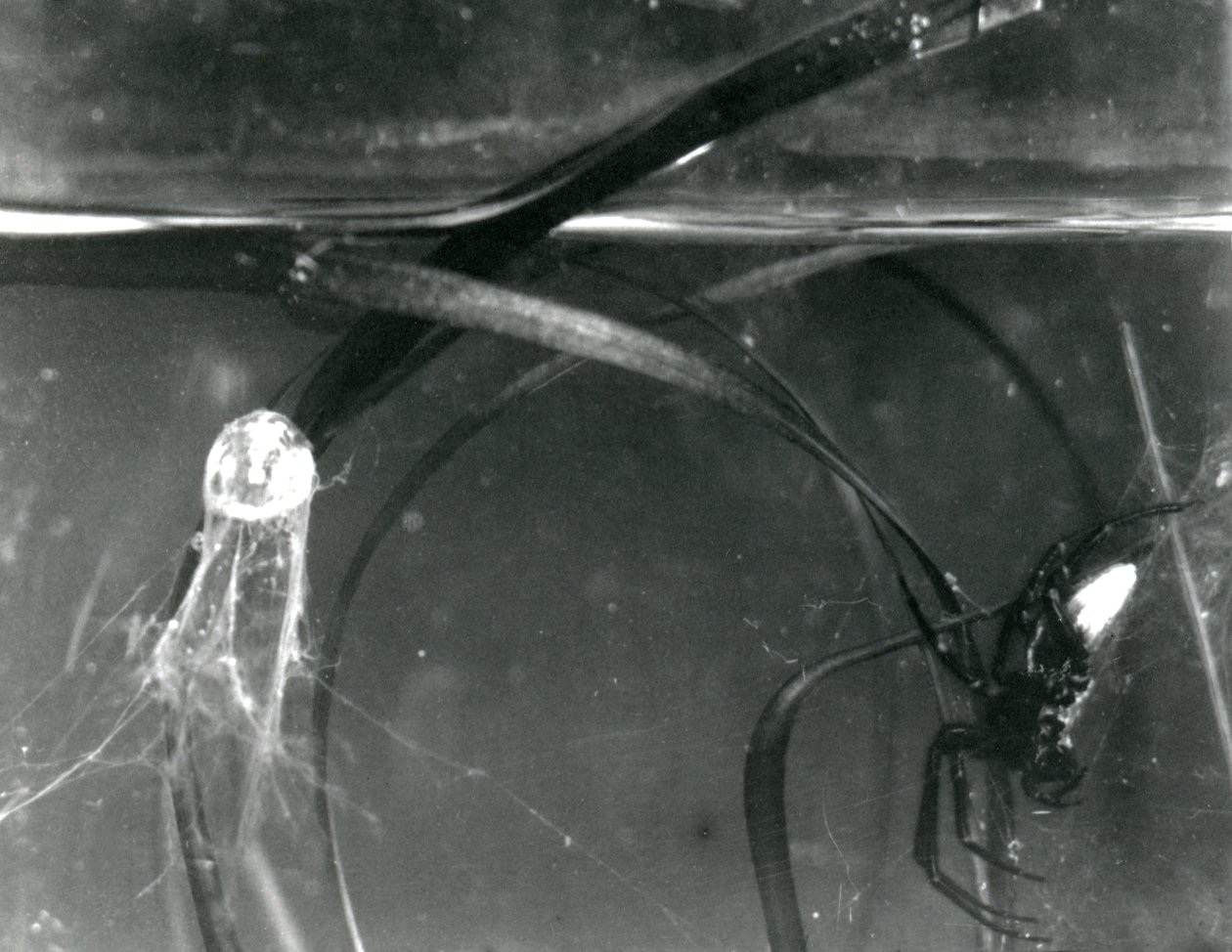 Een Waterspin en zijn luchtbel onder water, London Zoo, oktober 1925 door Frederick William Bond