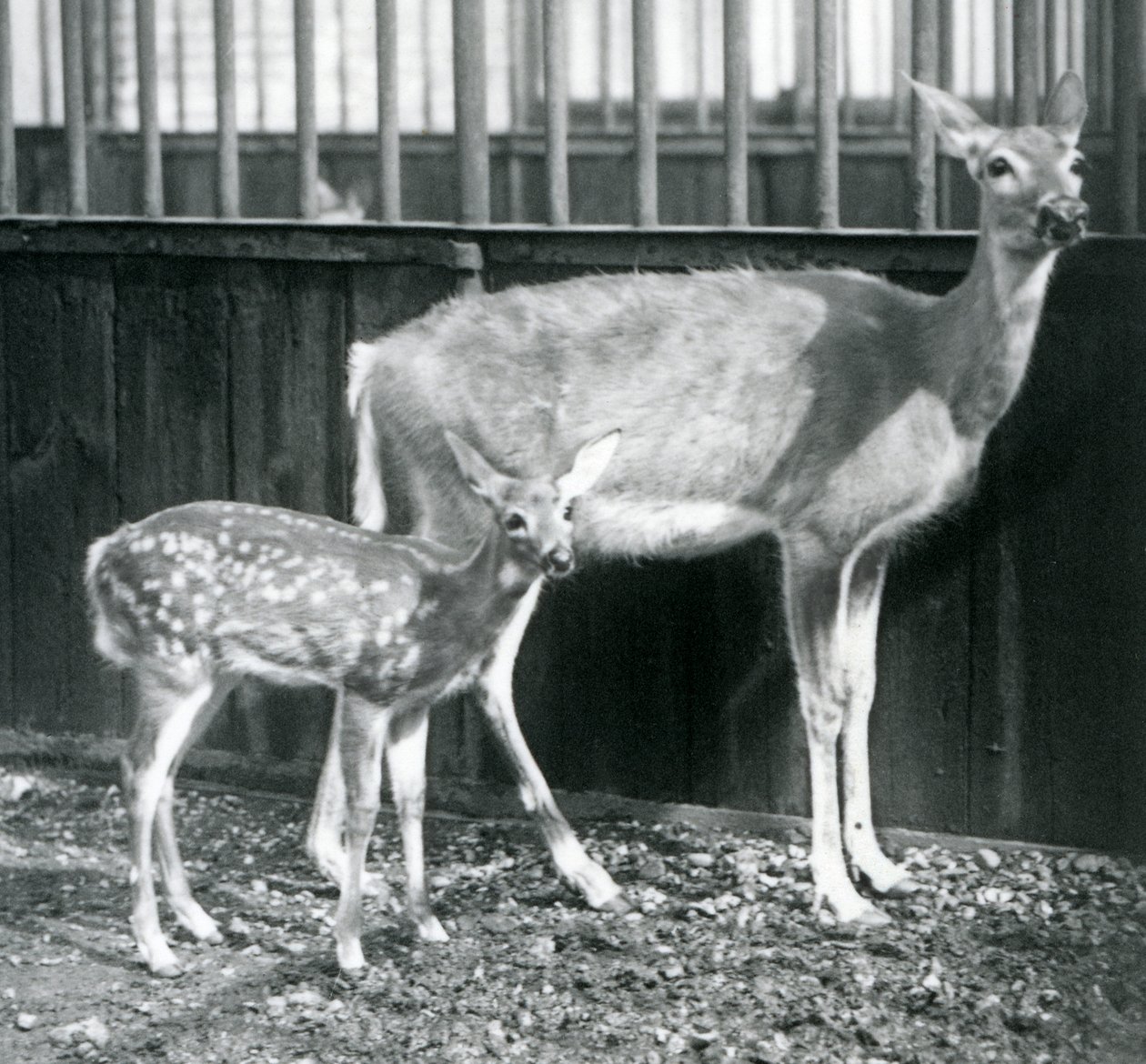 Een Witte Staart Virginiahert met haar kalf in de London Zoo in augustus 1927 door Frederick William Bond