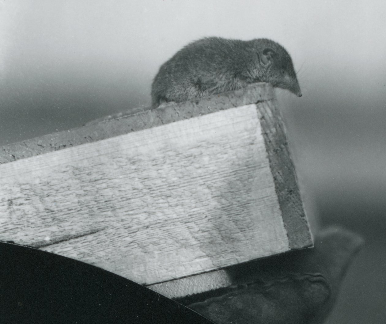 Een witvoetspitsmuis kijkend over de rand van een houten doos, vastgehouden door een verzorger, London Zoo, april 1917 door Frederick William Bond