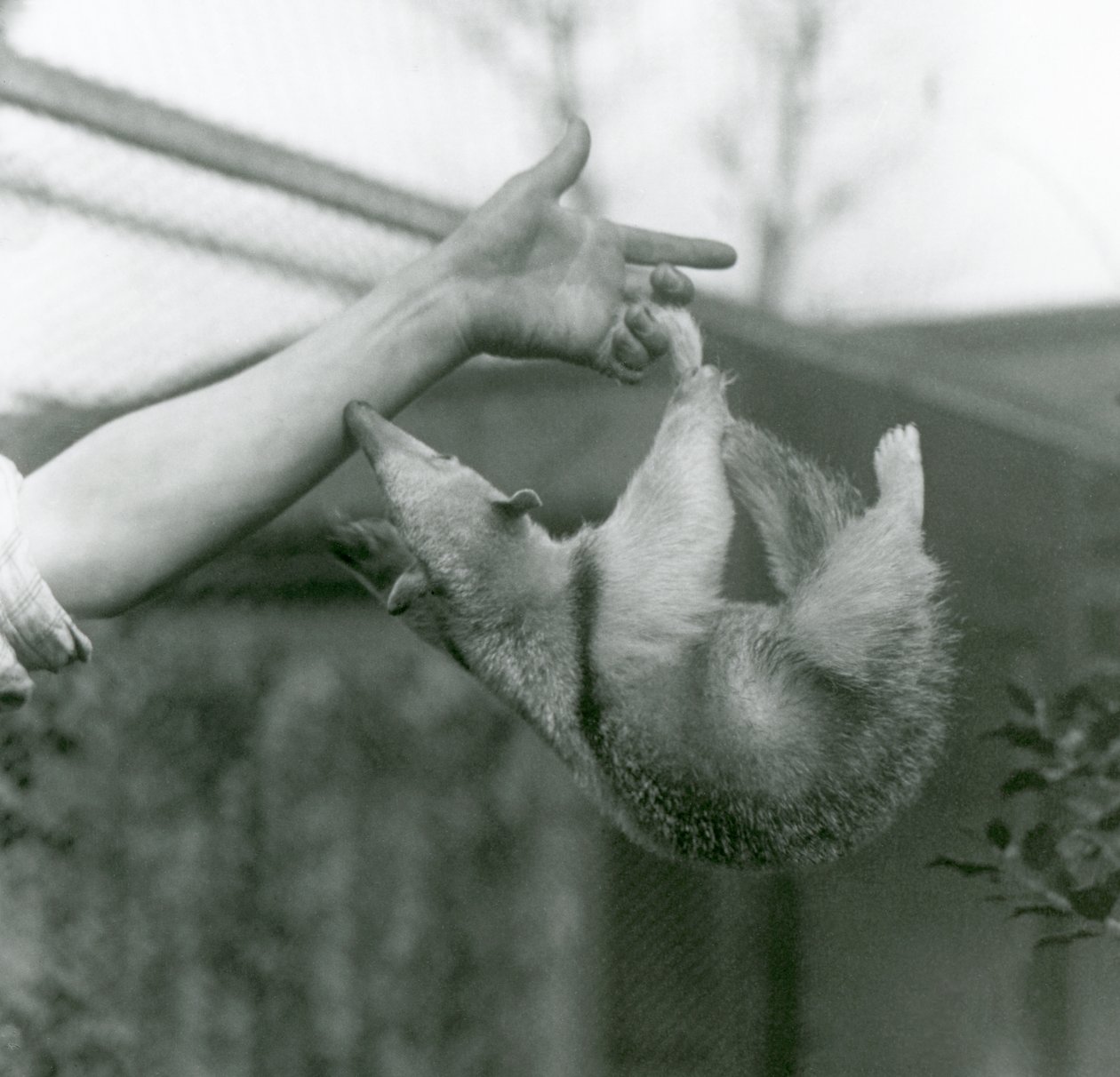 Een jonge kraagtamandua die met zijn grijpstaart aan de vingers van zijn verzorger hangt terwijl hij probeert de arm van de verzorger vast te houden, Londense dierentuin, april 1925 door Frederick William Bond